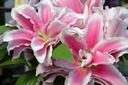 Stargazer Lily Poisoning In Dogs Symptoms Causes Diagnosis 