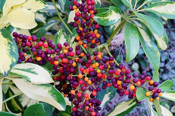 Starleaf Poisoning in Dogs - Symptoms, Causes, Diagnosis, Treatment, Recovery, Management, Cost
