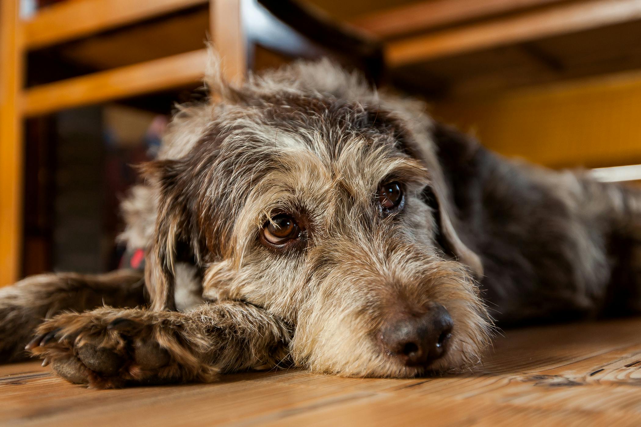 Srs radiation for store dogs