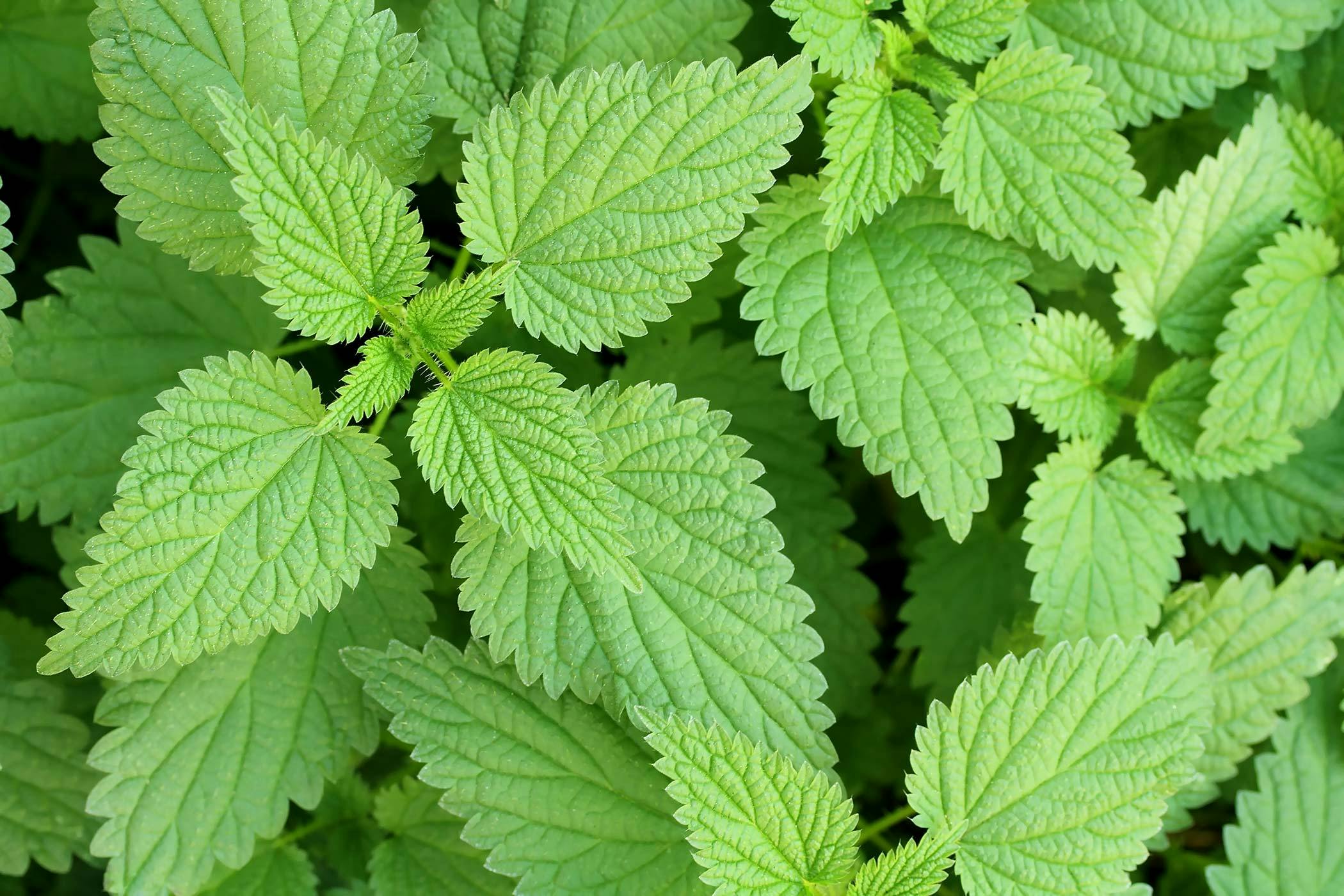 Nettle Leaf Tea by Janet Lynas, Ph.D., N.H.D. - Welcome To ...