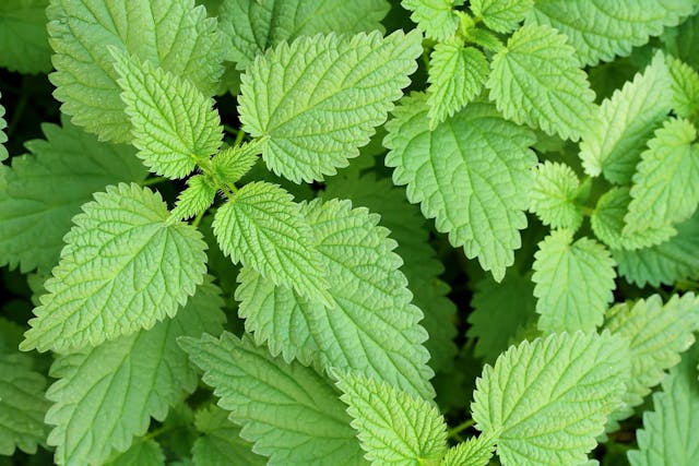 Stinging Nettle Poisoning in Dogs - Symptoms, Causes, Diagnosis, Treatment, Recovery, Management, Cost