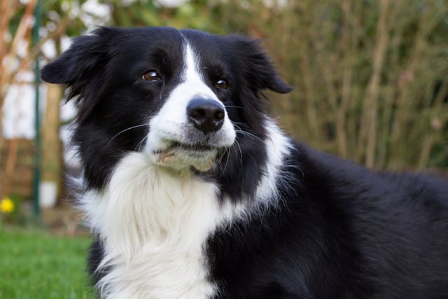 Stomach Sensitivity in Dogs - Symptoms, Causes, Diagnosis, Treatment, Recovery, Management, Cost