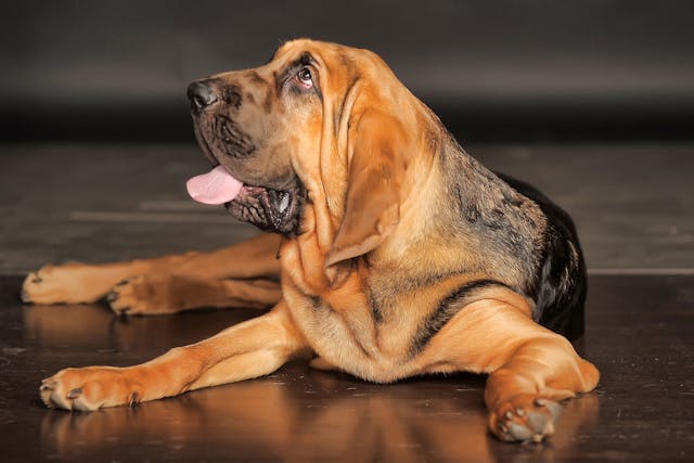 Soft Palate Disorders in Dogs - Symptoms, Causes, Diagnosis, Treatment,  Recovery, Management, Cost