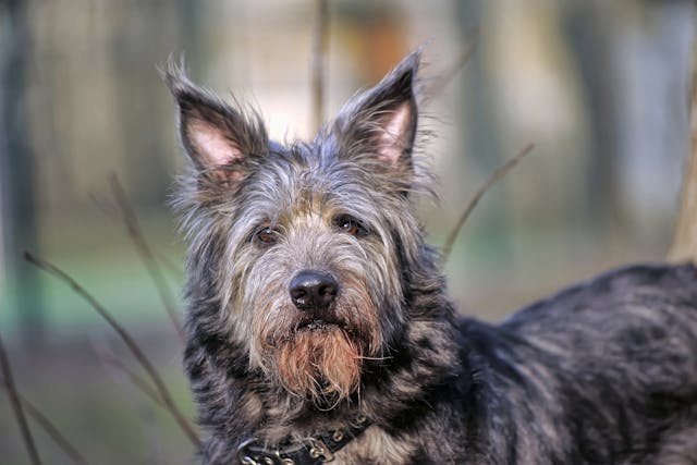 Storage Diseases Of The Nervous System In Dogs Symptoms Causes Diagnosis Treatment Recovery Management Cost Storage Diseases Of The Nervous System In Dogs Symptoms Causes Diagnosis Treatment Recovery Management Cost