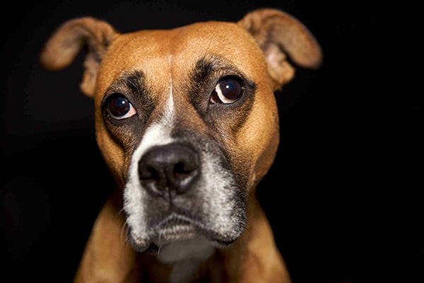 Seeing Cross-Eyed: What is Strabismus in Dogs?