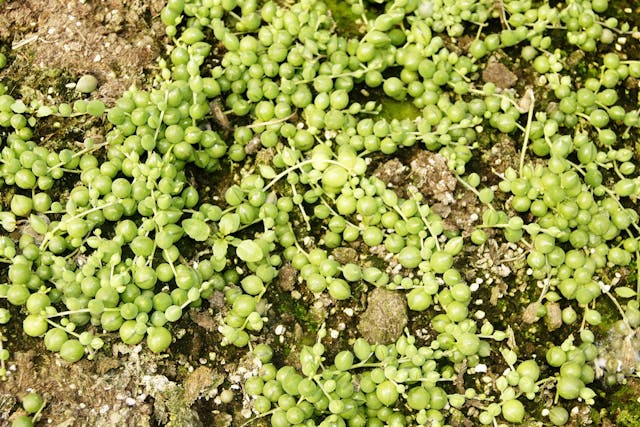 String of Pearls Poisoning in Dogs - Symptoms, Causes, Diagnosis, Treatment, Recovery, Management, Cost