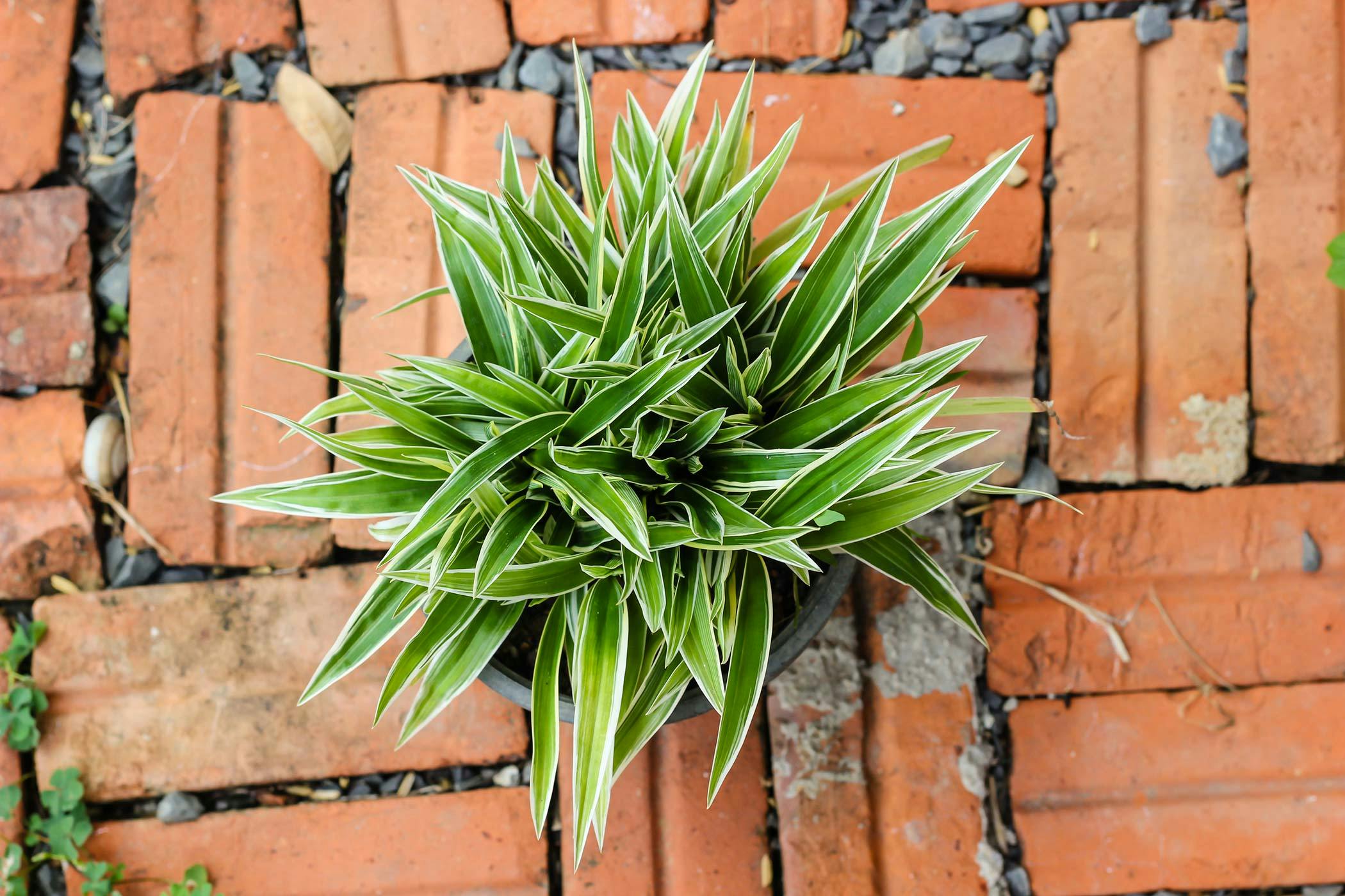 Dracaena plant best sale poisonous to dogs