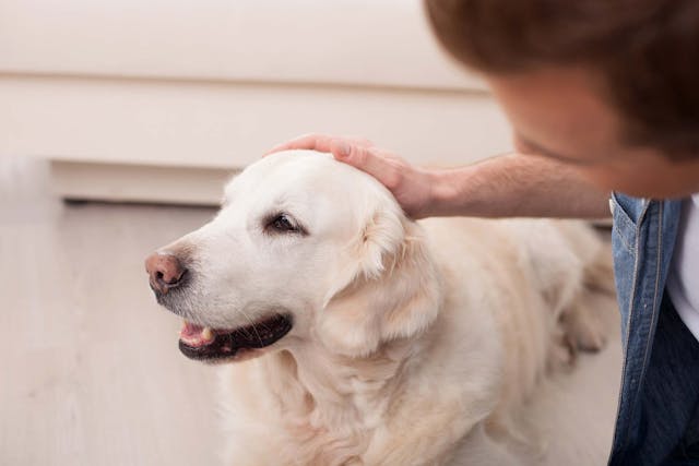 Stroke in Dogs - Symptoms, Causes, Diagnosis, Treatment, Recovery, Management, Cost