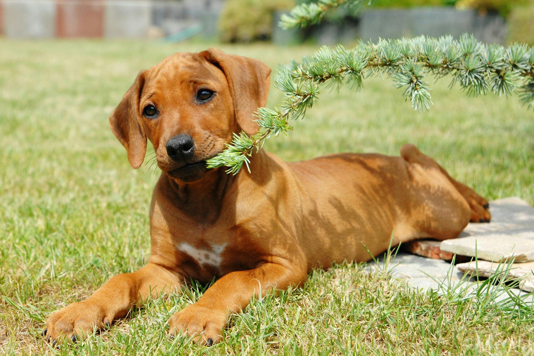 what-foods-cause-struvite-crystals-in-dogs