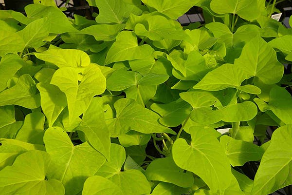 are potato plants poisonous to dogs