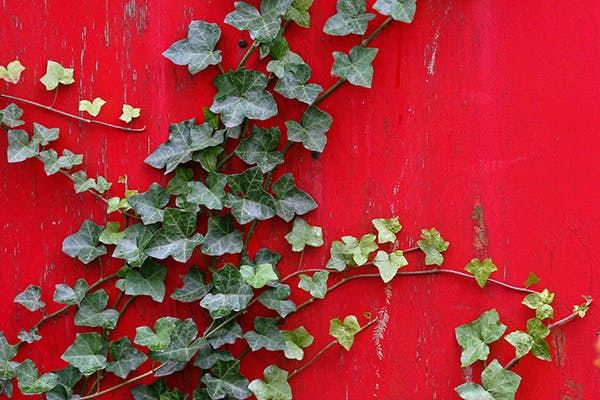 Sweetheart Ivy Poisoning in Dogs - Symptoms, Causes, Diagnosis, Treatment, Recovery, Management, Cost