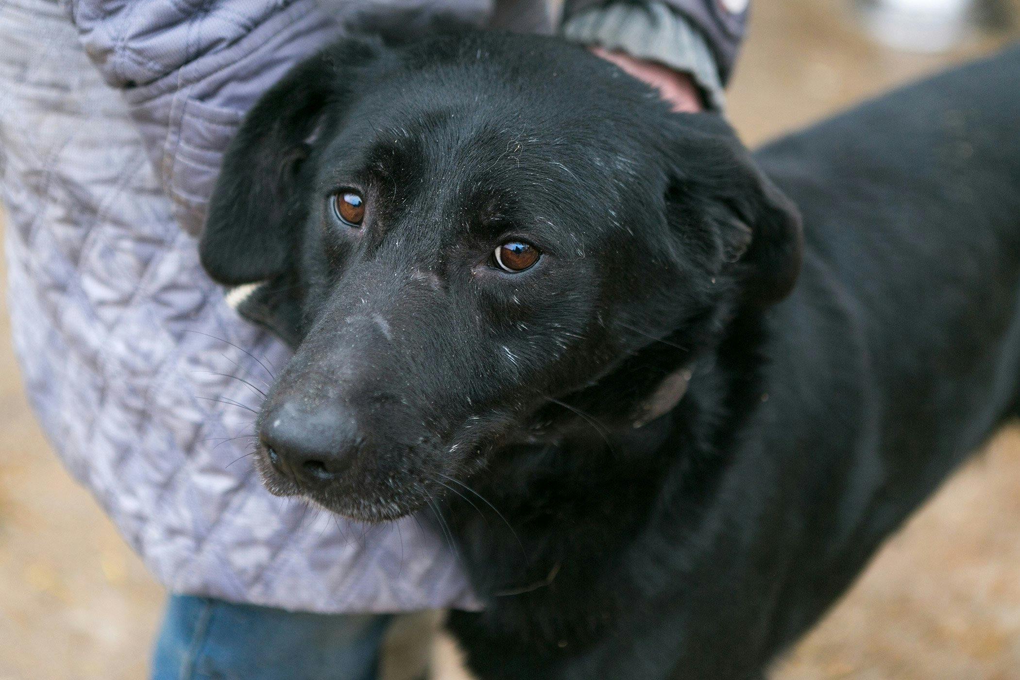 how do you remove dried saliva from a dog