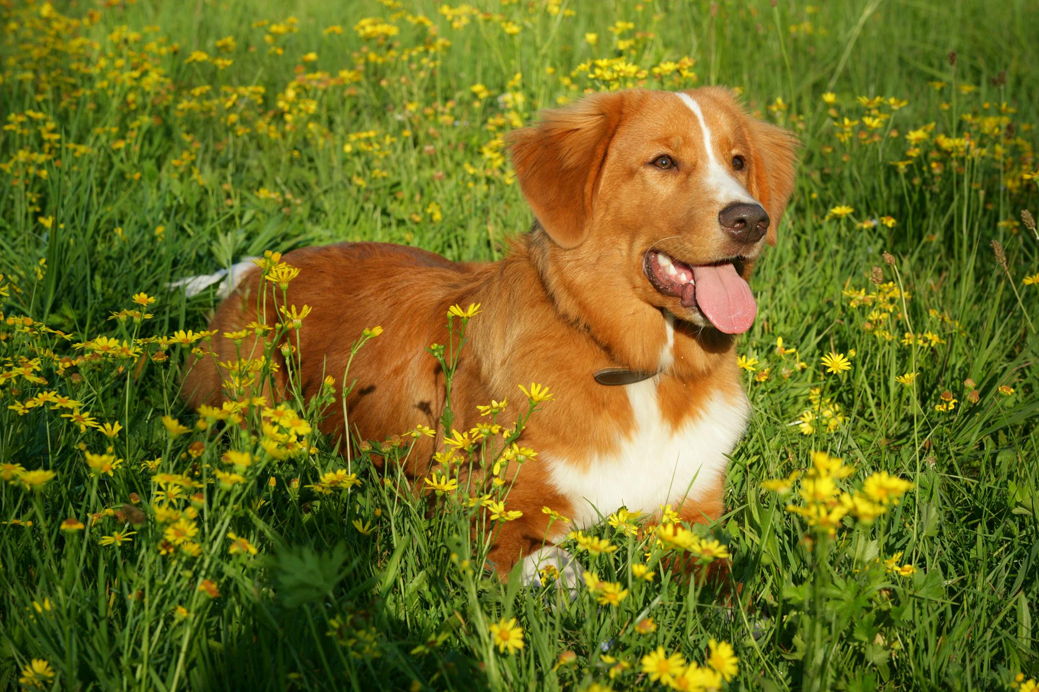 benadryl for swelling in dogs