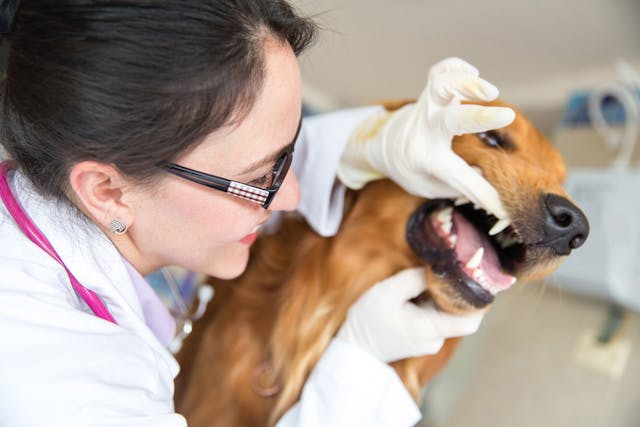 Swollen Gums in Dogs - Symptoms, Causes, Diagnosis, Treatment, Recovery, Management, Cost