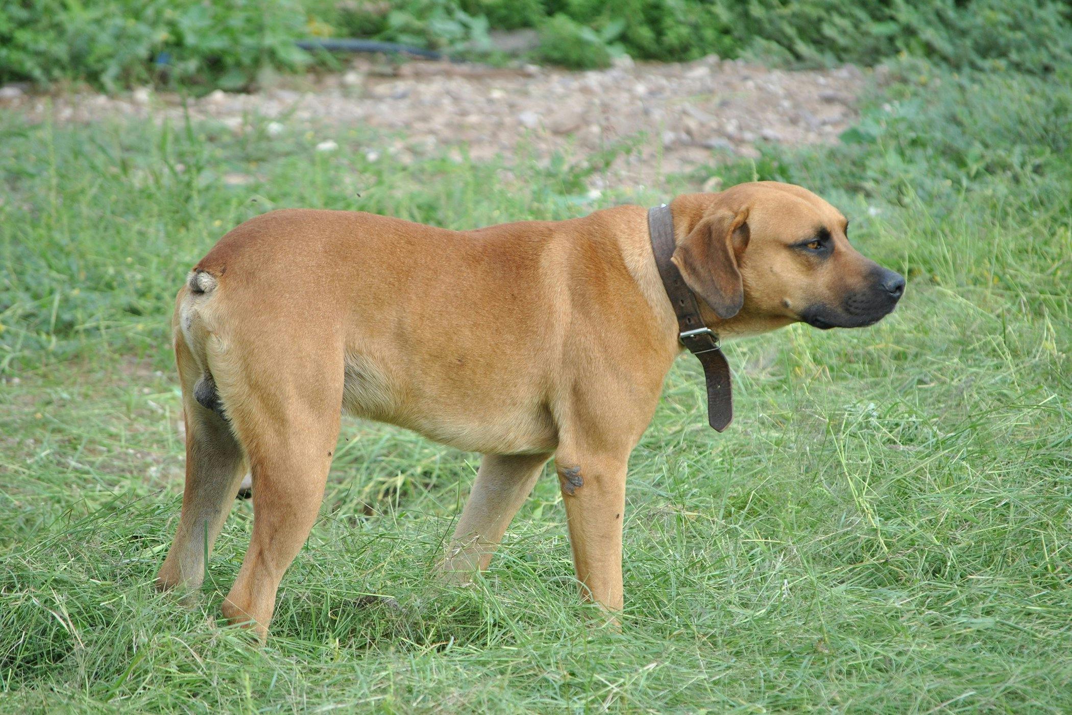 dog-broken-tail-treatment