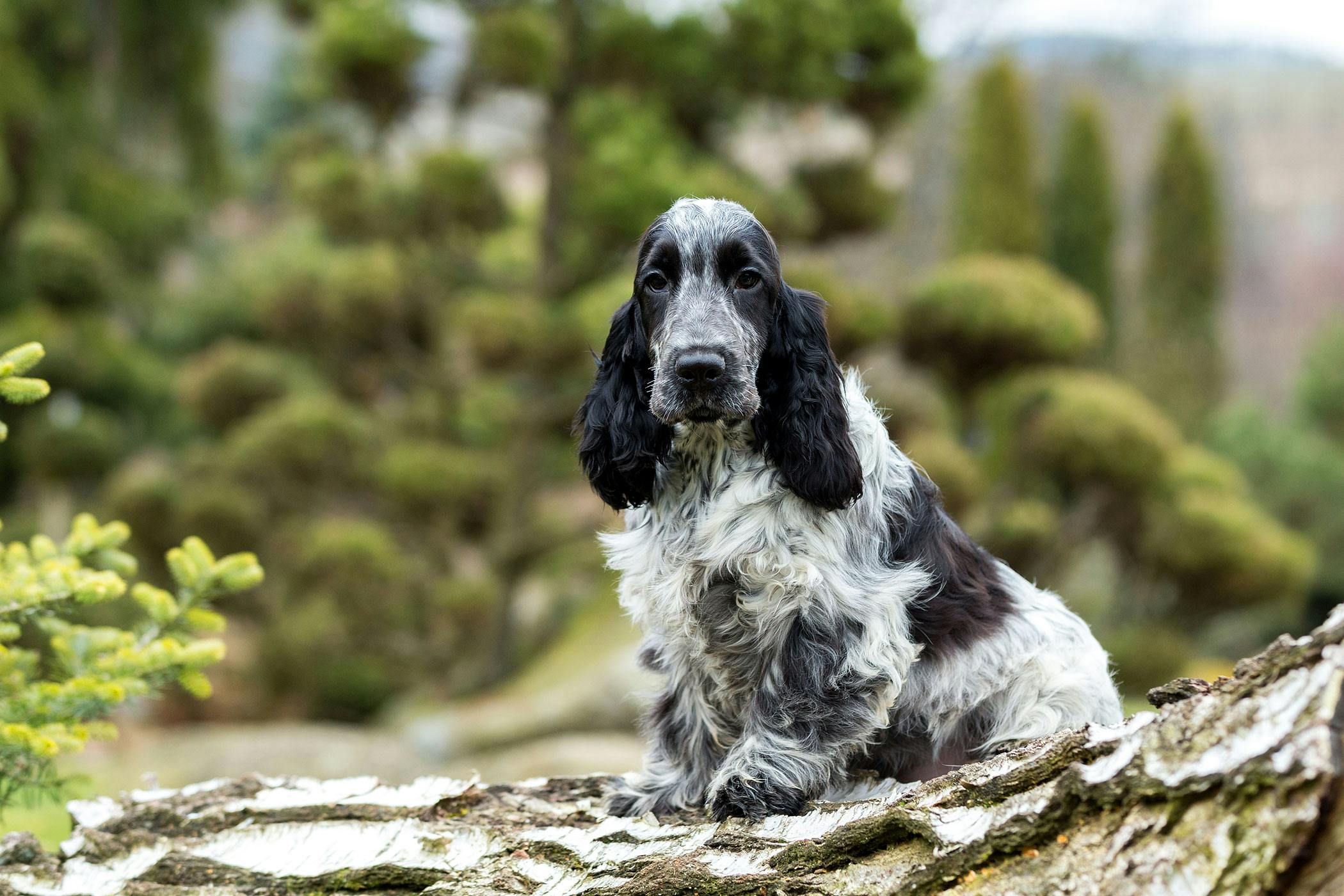 can dogs get tapeworms from rabbit poop