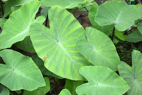 Taro Poisoning in Dogs - Symptoms, Causes, Diagnosis, Treatment, Recovery, Management, Cost