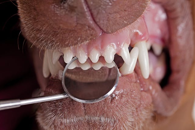 Teeth And Gum Cleaning in Dogs - Conditions Treated, Procedure, Efficacy, Recovery, Cost, Considerations, Prevention