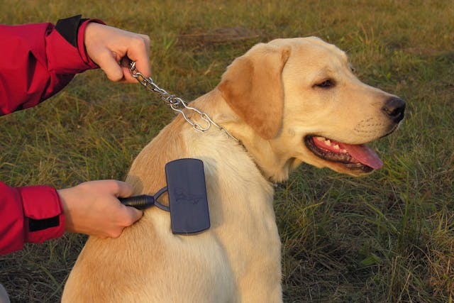 Telogen Defluxion in Dogs - Symptoms, Causes, Diagnosis, Treatment, Recovery, Management, Cost
