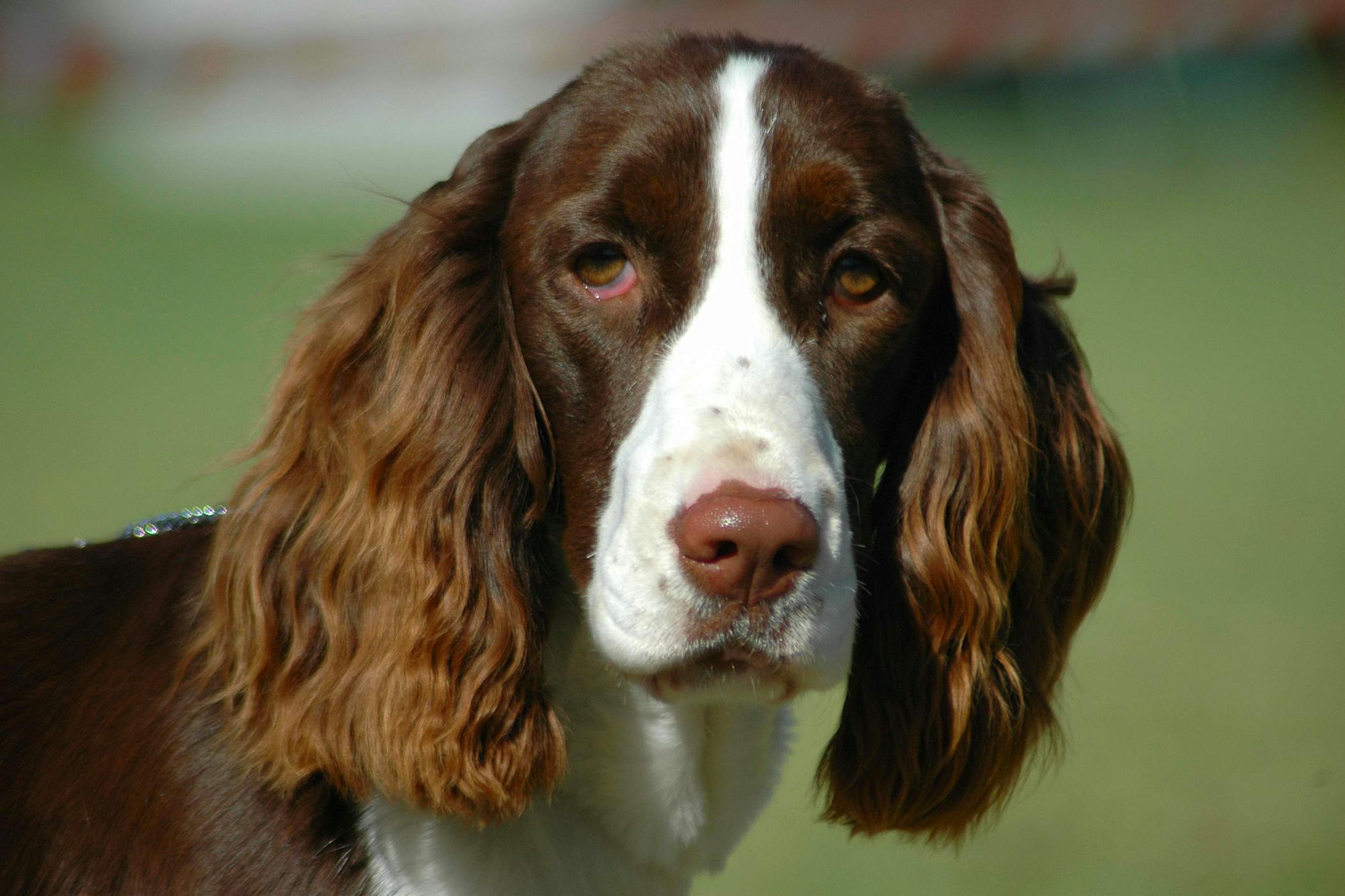 Testicular Torsion in Dogs - Symptoms, Causes, Diagnosis, Treatment,  Recovery, Management, Cost