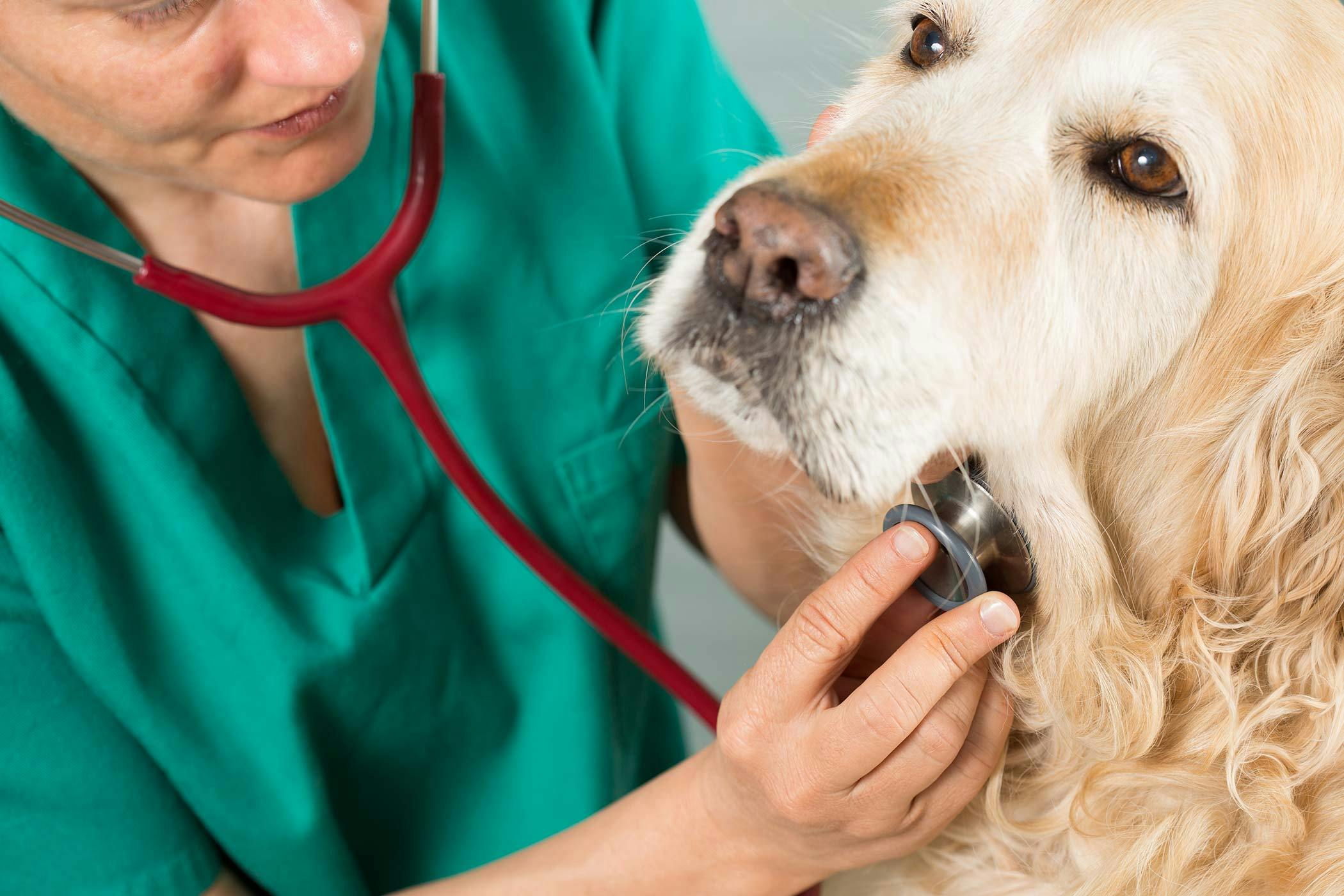 Лечение пса у мужчин. Ветеринар. Терапия животных. Кашель у собаки. Собака Ветеринария.