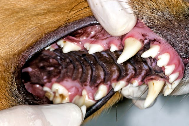 Thrombopathia in Dogs - Symptoms, Causes, Diagnosis, Treatment, Recovery, Management, Cost