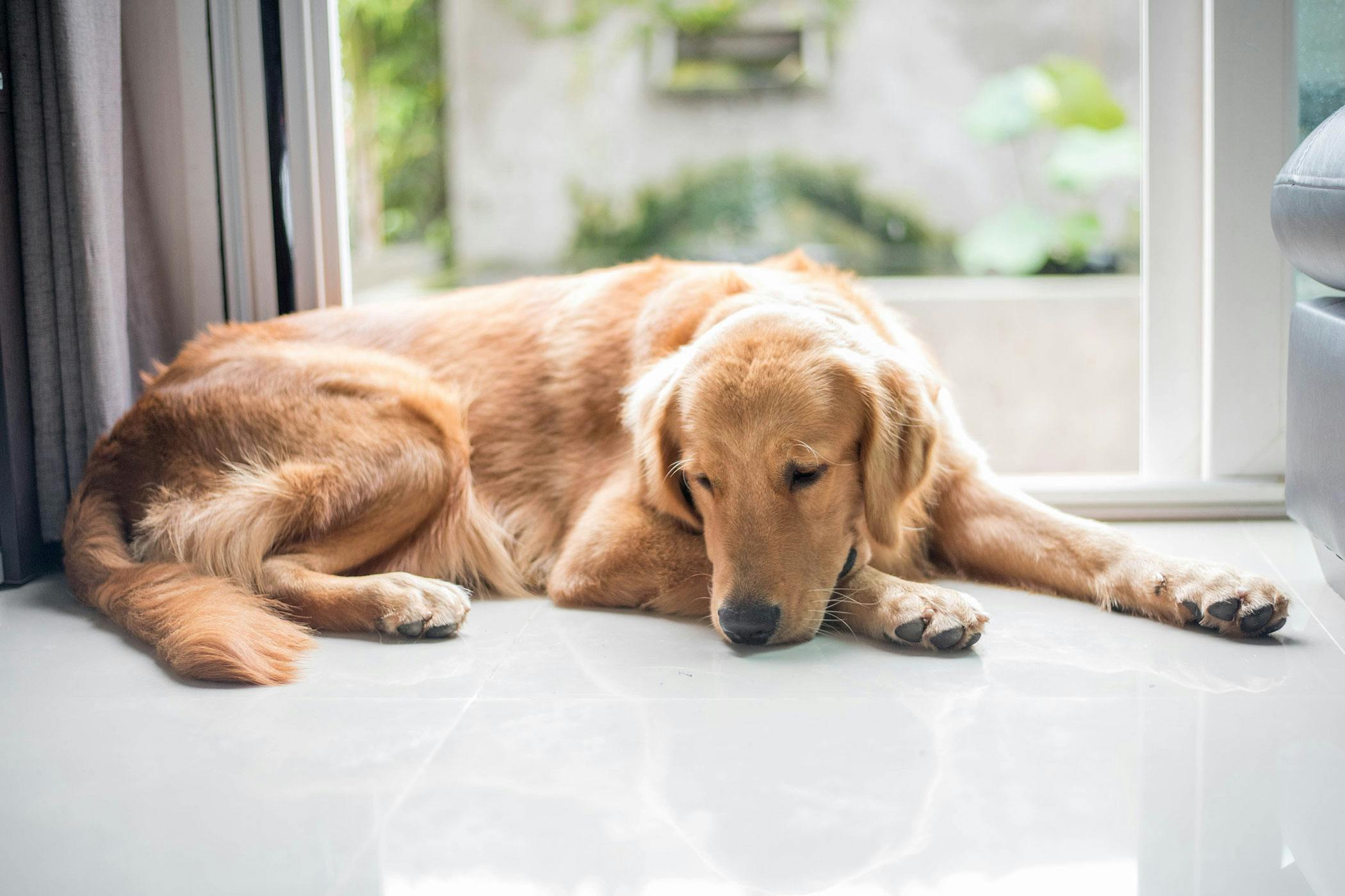 why is the tsh high in dogs who have hypothyroidism
