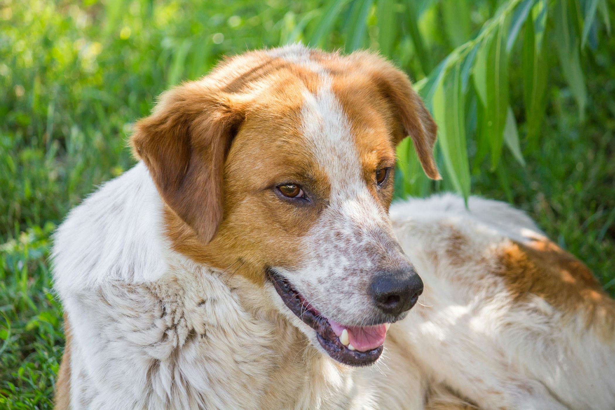 hyperthyroidism in dogs treatment