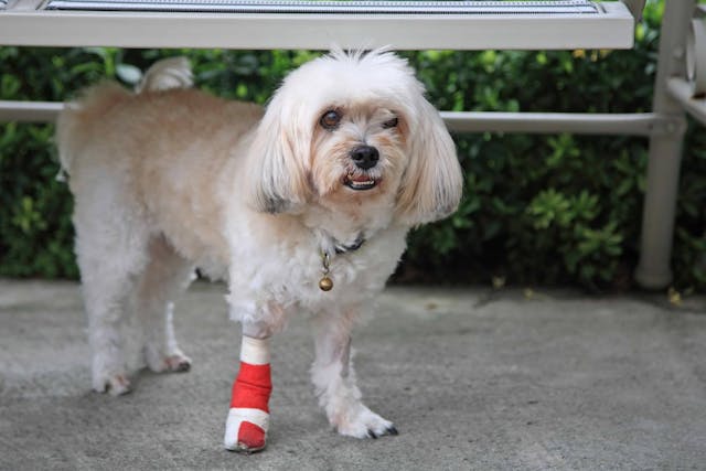 Tibial Tuberosity Advancement in Dogs - Conditions Treated, Procedure, Efficacy, Recovery, Cost, Considerations, Prevention