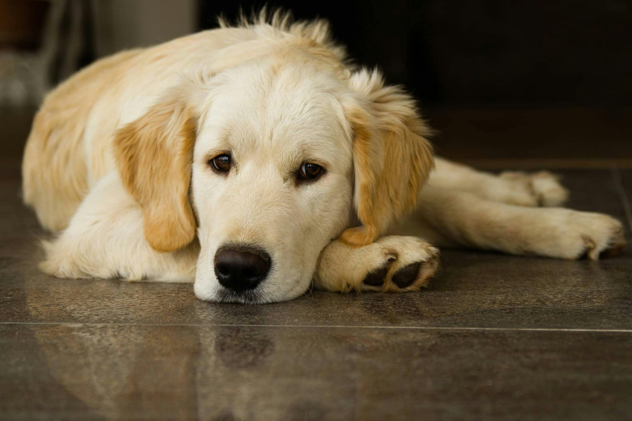 Dogs сайт. Собачки 2014. Порода золотой ретривер частые заболевания. Golden Retriever on the Stomach. My Pet photos.