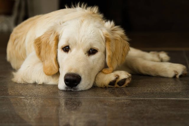 how do you know if your dog has tick fever