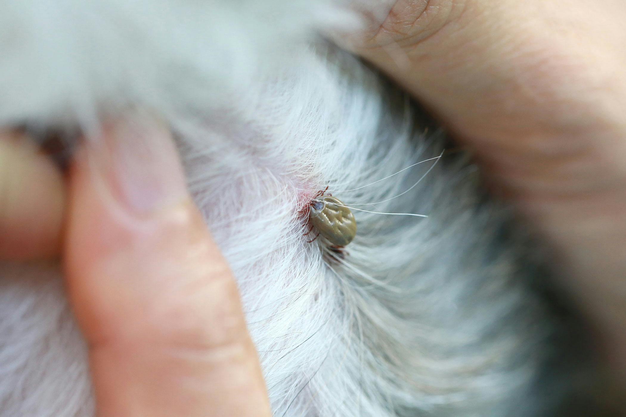 what happens when a tick falls off a dog