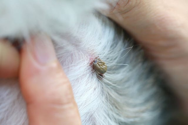 Tick Paralysis in Dogs - Symptoms, Causes, Diagnosis, Treatment, Recovery, Management, Cost