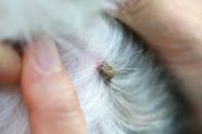 Tick Paralysis In Dogs Symptoms Causes Diagnosis Treatment 