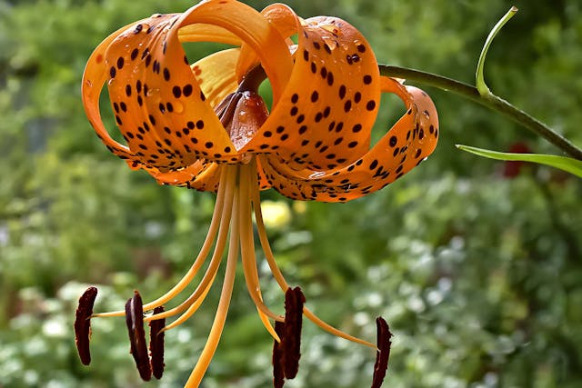 Tiger Lily Poisoning in Dogs - Symptoms, Causes, Diagnosis, Treatment, Recovery, Management, Cost