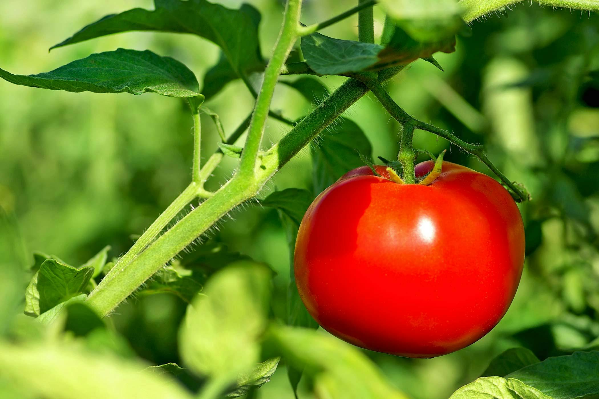 are tomato plants safe for dogs