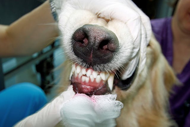 Tooth Dislocation or Sudden Loss in Dogs - Symptoms, Causes, Diagnosis, Treatment, Recovery, Management, Cost