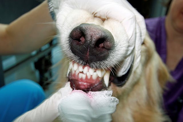 Tooth Dislocation Or Sudden Loss In Dogs Symptoms Causes Diagnosis Treatment Recovery Management Cost Tooth Dislocation Or Sudden Loss In Dogs Symptoms Causes Diagnosis Treatment Recovery Management Cost