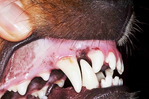 how can i strengthen my dogs teeth