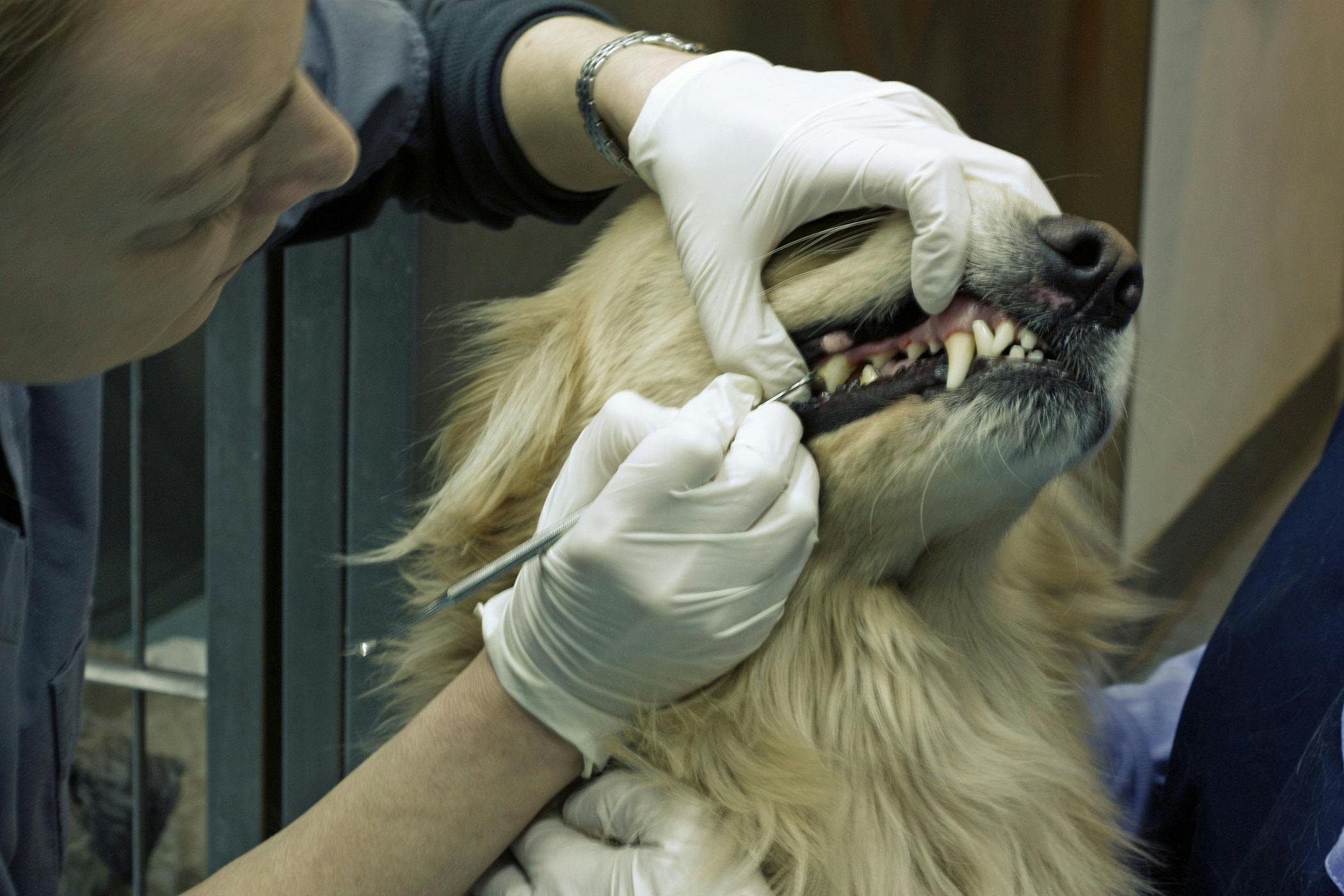 what causes a dogs tooth to break