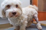 Torn Knee Ligament In Dogs Symptoms Causes Diagnosis Treatment 