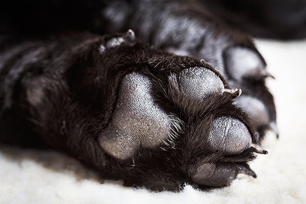 Dog Ripped Toenail Partially Off - Nail Ftempo