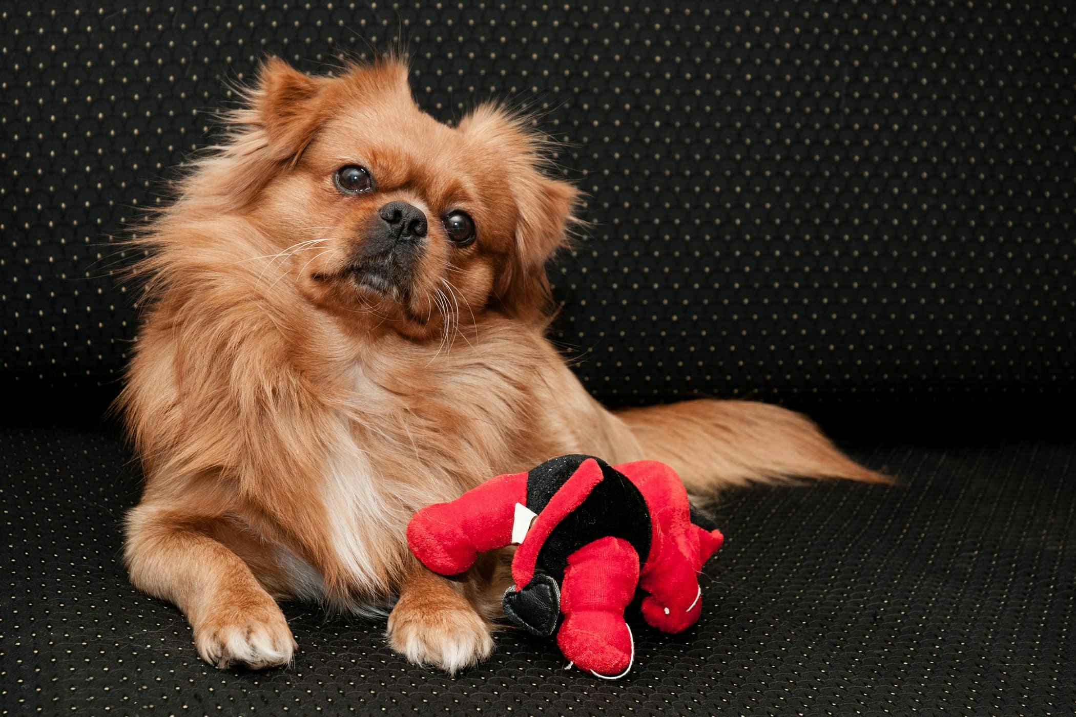 Total Hip Arthroplasty in Dogs Procedure, Efficacy, Recovery