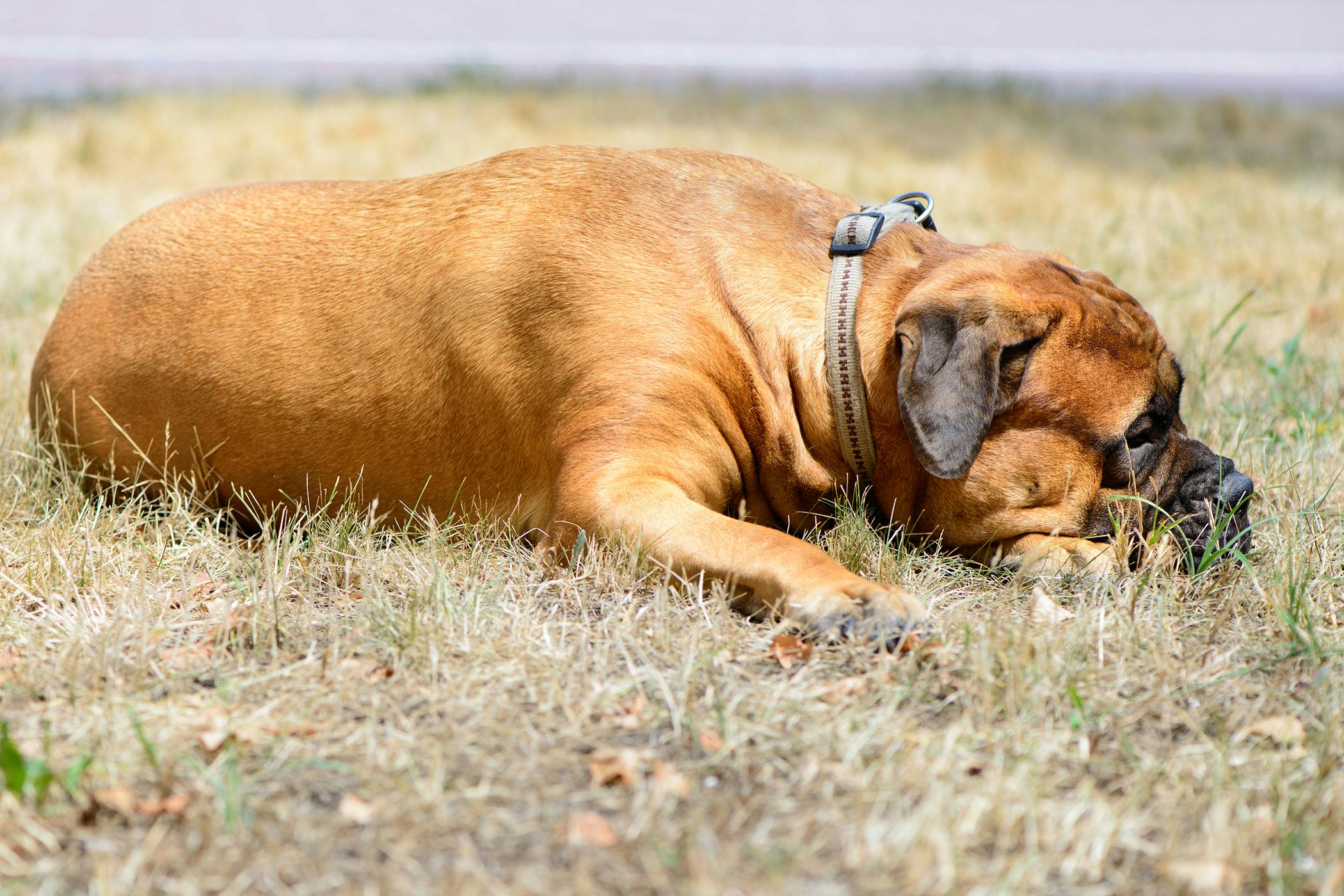 how long does a dog live with liver cancer