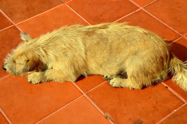 Transdiaphragmatic Pacemaker in Dogs - Conditions Treated, Procedure, Efficacy, Recovery, Cost, Considerations, Prevention