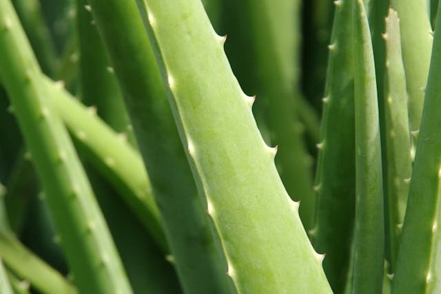 True Aloe Poisoning in Dogs - Symptoms, Causes, Diagnosis, Treatment, Recovery, Management, Cost