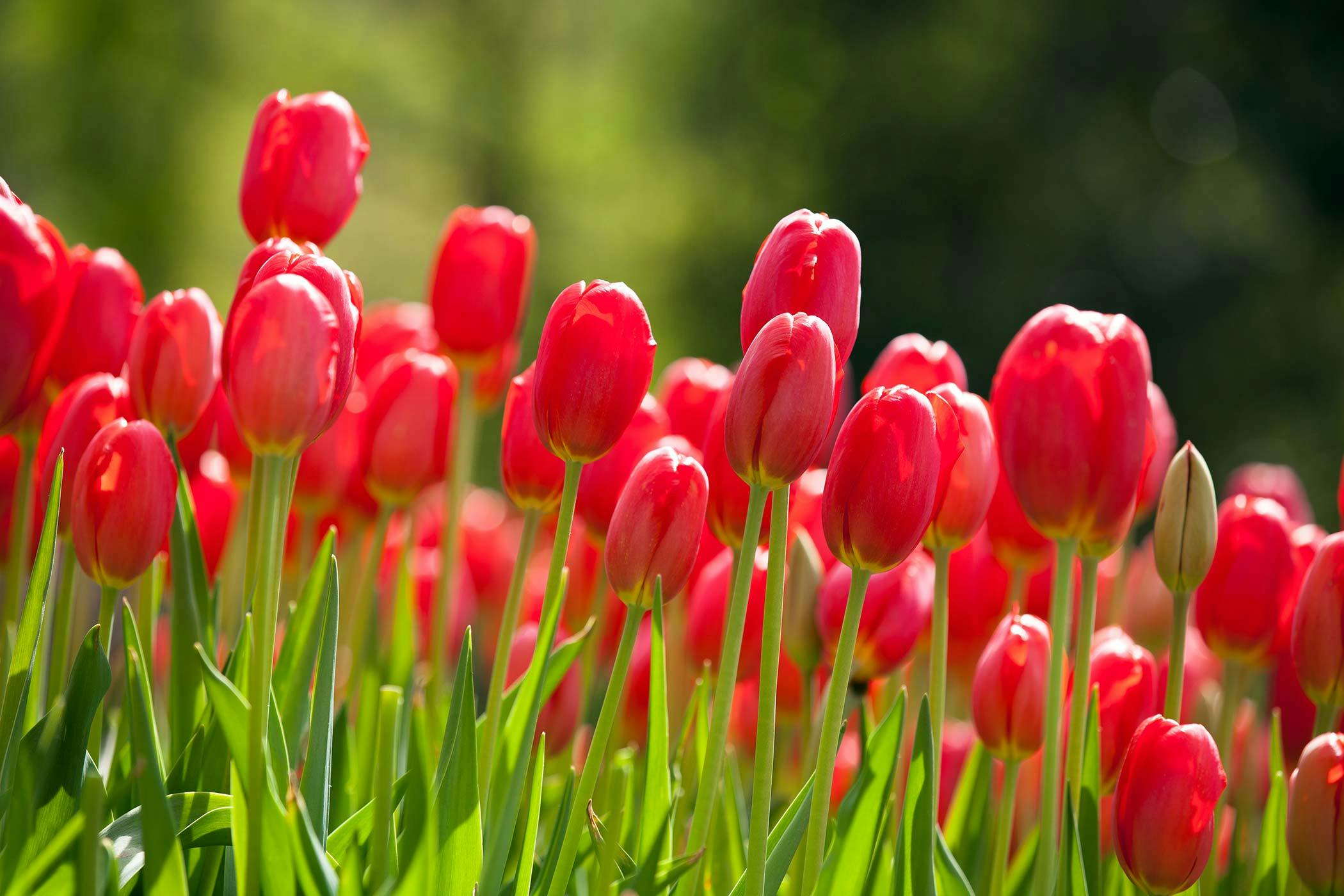 Dogs hot sale eating tulips