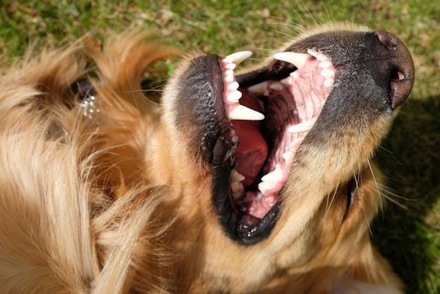 Tumors of the Gums (Epulis) in Dogs - Symptoms, Causes, Diagnosis, Treatment, Recovery, Management, Cost