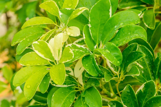 Umbrella Tree Poisoning in Dogs - Symptoms, Causes, Diagnosis, Treatment, Recovery, Management, Cost