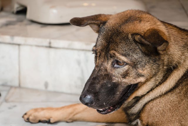 Uncoordinated Cilia Function in Dogs - Symptoms, Causes, Diagnosis, Treatment, Recovery, Management, Cost